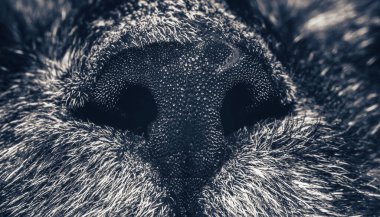 Güzel kedi burnu yakın plan. Kedi burnu makrosu. Bir kedinin ağızlığı. Arkaplan deseni dokusu.