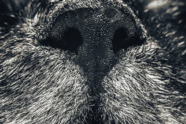 Güzel kedi burnu yakın plan. Kedi burnu makrosu. Bir kedinin ağızlığı. Arkaplan deseni dokusu.