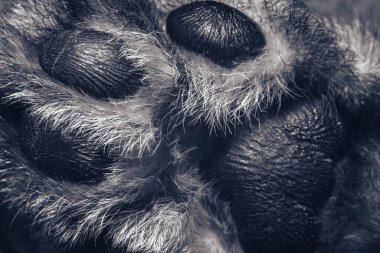 Çok güzel bir kedi bacağı. Kedi bacağı makro. Bir kedinin ağızlığı. Arkaplan deseni dokusu.