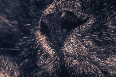 Güzel kedi burnu yakın plan. Kedi burnu makrosu. Bir kedinin ağızlığı. Arkaplan deseni dokusu.