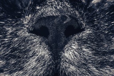 Güzel kedi burnu yakın plan. Kedi burnu makrosu. Bir kedinin ağızlığı. Arkaplan deseni dokusu.