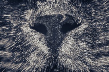 Güzel kedi burnu yakın plan. Kedi burnu makrosu. Bir kedinin ağızlığı. Arkaplan deseni dokusu.