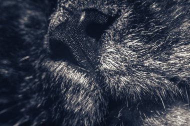 Güzel kedi burnu yakın plan. Kedi burnu makrosu. Bir kedinin ağızlığı. Arkaplan deseni dokusu.