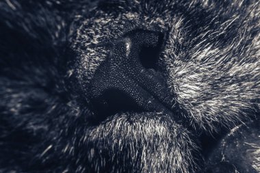 Güzel kedi burnu yakın plan. Kedi burnu makrosu. Bir kedinin ağızlığı. Arkaplan deseni dokusu.