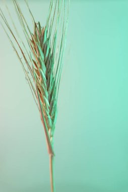 Neon ışıkta çok güzel bir bitki. Minimalizm retro tarzı konsept. 80 'ler. Tasarım için arkaplan deseni.