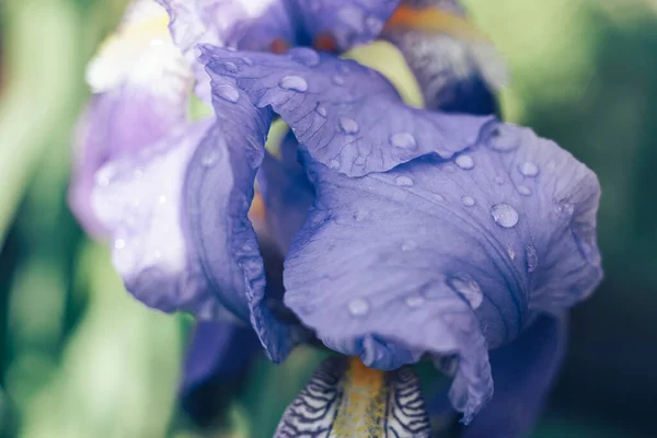 Close Fiore Iris All Aperto Fiore Iris Blu Sullo Sfondo — Foto Stock