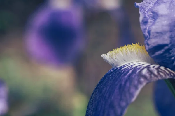 Close Fiore Iris All Aperto Fiore Iris Blu Sullo Sfondo — Foto Stock
