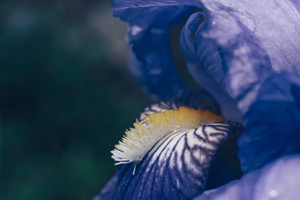 Close Fiore Iris All Aperto Fiore Iris Blu Sullo Sfondo — Foto Stock