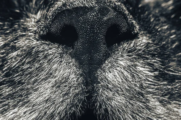 Güzel kedi burnu yakın plan. Kedi burnu makrosu. Bir kedinin ağızlığı. Arkaplan deseni dokusu.