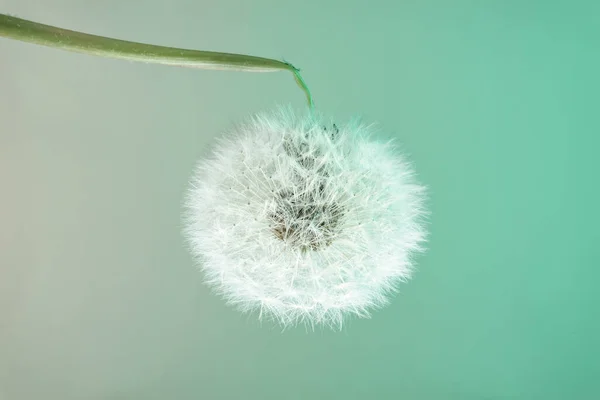 美しいタンポポの花の色の光の背景パターンのテクスチャを閉じます マクロ写真ビュー — ストック写真