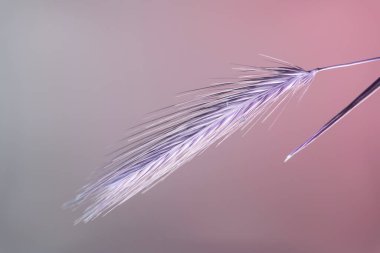 Soyut buğday rengi pembe ışık demetini kapatın. Neon ışıkta çok güzel bir bitki. Minimalizm retro tarzı konsept. Tasarım için arkaplan deseni.