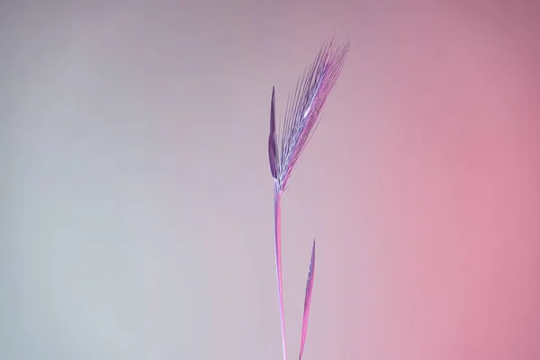 小麦の色ピンクの光の抽象的なスパイクを閉じます ネオンライトで最小限の美しい植物 ミニマリズムレトロなスタイルのコンセプト デザインの背景パターン — ストック写真