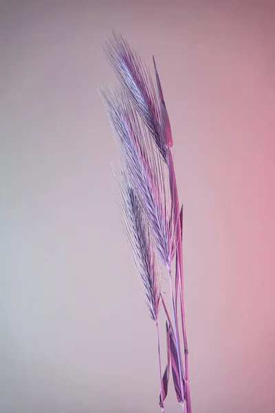 Cerrar Espiguilla Abstracta Color Trigo Luz Rosa Hermosa Planta Mínima — Foto de Stock