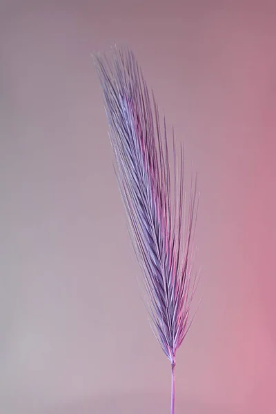 Close Spikelet Abstrato Luz Rosa Cor Trigo Bela Planta Mínima — Fotografia de Stock