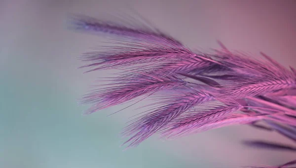 Close Spikelet Astratto Grano Colore Rosa Chiaro Bella Pianta Minimale — Foto Stock