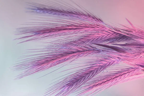 Cerrar Espiguilla Abstracta Color Trigo Luz Rosa Hermosa Planta Mínima — Foto de Stock