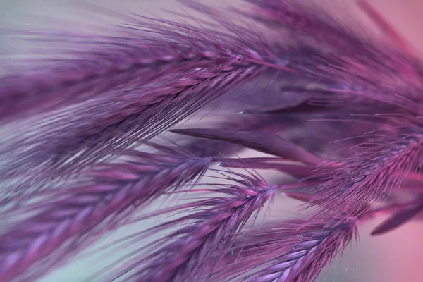 关闭抽象的小穗麦色粉红光 霓虹灯下美丽的植物 简约主义复古风格的概念 设计的背景模式 宏观摄影视图 — 图库照片