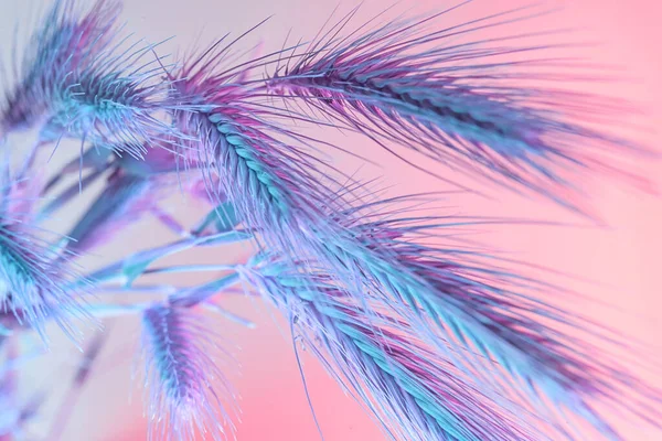 Close Spikelet Abstrato Luz Azul Cor Trigo Bela Planta Mínima — Fotografia de Stock