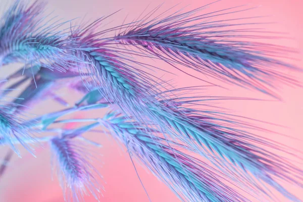 추상적 색깔의 스파이크를 닫으세요 아름다운 식물은 빛에서는 작습니다 미니멀리즘의 스타일 — 스톡 사진