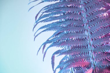 Soyut eğrelti otu pembe ışık renginde. Neon ışıkta çok güzel bir bitki. Minimalizm retro tarzı konsept. Tasarım için arkaplan deseni. 
