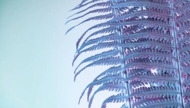 Soyut eğrelti otu pembe ışık renginde. Neon ışıkta çok güzel bir bitki. Minimalizm retro tarzı konsept. Tasarım için arkaplan deseni. 