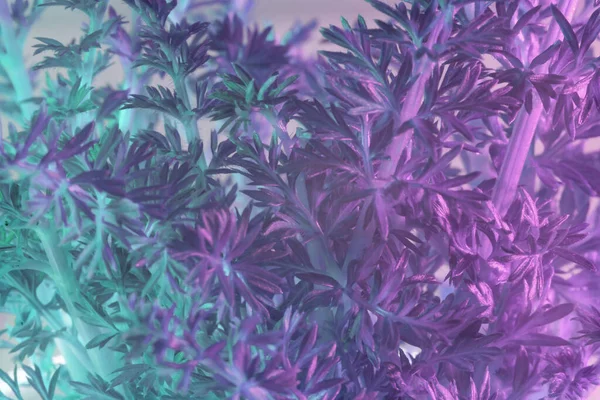Zárja Absztrakt Répalevelet Színes Fényben Gyönyörű Növény Minimális Neon Fényben — Stock Fotó