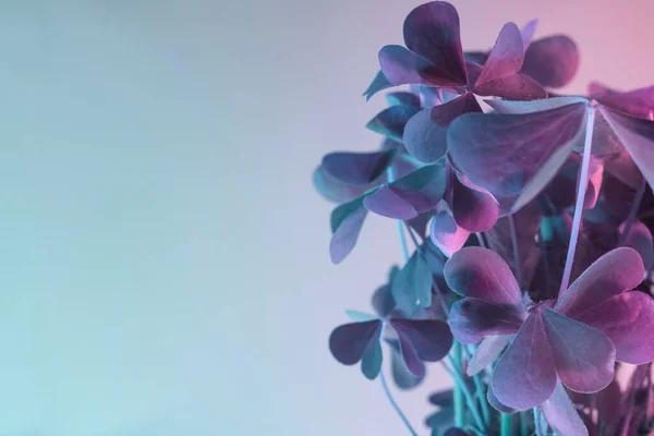 Gros Plan Abstrait Trèfle Couleur Lumière Belle Plante Minimale Dans — Photo