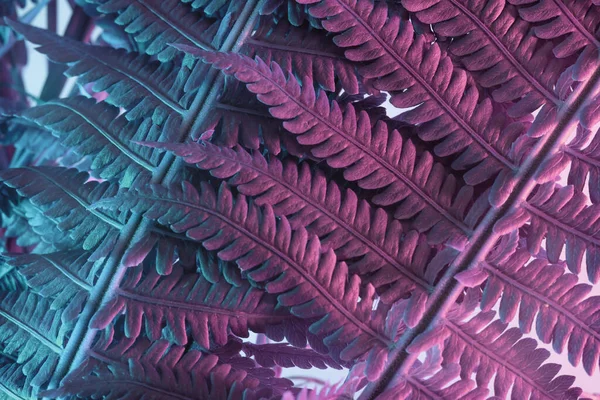Sluiten Abstracte Varen Plant Kleur Roze Licht Prachtige Plant Minimaal — Stockfoto