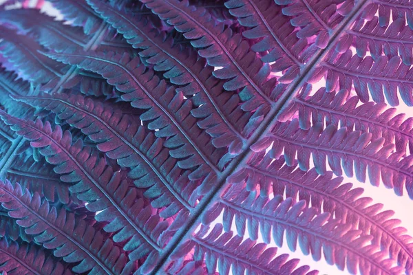 Κοντινό Πλάνο Αφηρημένη Φτέρη Φυτό Χρώμα Ροζ Φως Όμορφο Φυτό — Φωτογραφία Αρχείου