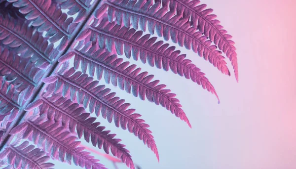 抽象的なシダ植物の色ピンクの光を閉じます ネオンライトで最小限の美しい植物 ミニマリズムレトロなスタイルのコンセプト デザインの背景パターン — ストック写真