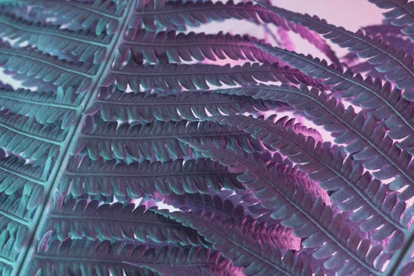 Крупним Планом Абстрактний Колір Рослини Папороті Рожевий Світло Красива Рослина — стокове фото