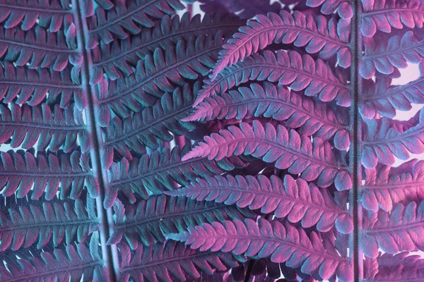 Close up abstract fern plant color pink light. Beautiful plant minimal in neon light. Minimalism retro style concept. Background pattern for design.