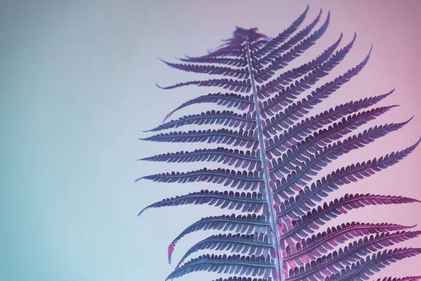 Абстрактний Колір Рослини Папороті Рожевий Світло Красива Рослина Мінімальна Неоновому — стокове фото