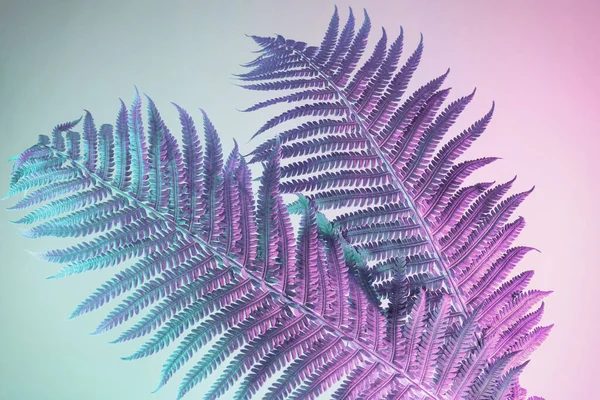 추상적 양치식물의 분홍빛 아름다운 식물은 빛에서는 작습니다 미니멀리즘의 스타일 설계를 — 스톡 사진