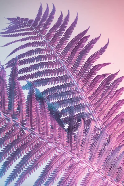 Abstract fern plant color pink light. Beautiful plant minimal in neon light. Minimalism retro style concept. Background pattern for design.
