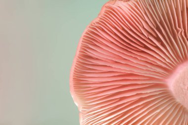 Mantarlar renk ışığı yayar. Neon ışıkta çok güzel bir bitki. Minimalizm retro tarzı konsept. Tasarım için arkaplan deseni. 