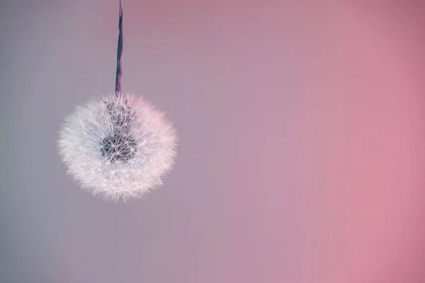Красивый Абстрактный Цветок Одуванчика Цвета Неоновый Светлый Фон Текстуры — стоковое фото