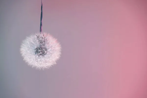 Bela Abstrato Dandelion Flor Cor Néon Luz Fundo Padrão Textura — Fotografia de Stock