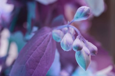 Neon ışıkta güzel beyaz çiçekler. Tasarım için arkaplan modeli. Makro fotoğrafçılık görünümü. 