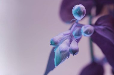 Neon ışıkta güzel beyaz çiçekler. Tasarım için arkaplan modeli. Makro fotoğrafçılık görünümü. 