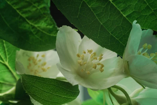 Beautiful White Flowers Green Leafs Background Pattern Design Macro Photography — Stock Photo, Image