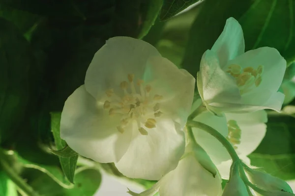 Beautiful White Flowers Green Leafs Background Pattern Design Macro Photography — Photo
