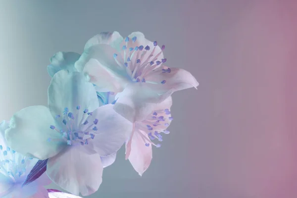 Belles Fleurs Blanches Dans Lumière Néon Modèle Fond Pour Conception — Photo