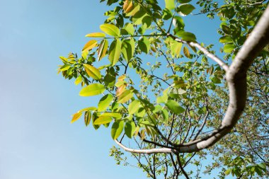 Güzel yeşil ağaç yukarı bak. Tasarım için arkaplan deseni.