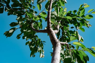 Güzel yeşil ağaç yukarı bak. Tasarım için arkaplan deseni.