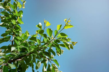 Güzel yeşil ağaç yukarı bak. Tasarım için arkaplan deseni.