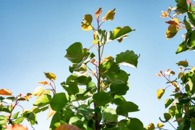 Yeşil yaprak dokusu. Yaprak dokusu arkaplanı.