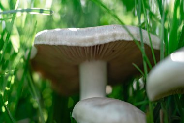 Mantarları çimen ormanlarının arka planında kapat.