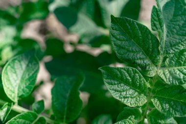 Patates yaprağı arkaplan dokusu bitkisini kapatın..