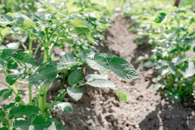 Güzel patates çalılarını kapatın. Sahadaki genç patates bitkilerinin sıraları - seçici odaklanma, arka plan.